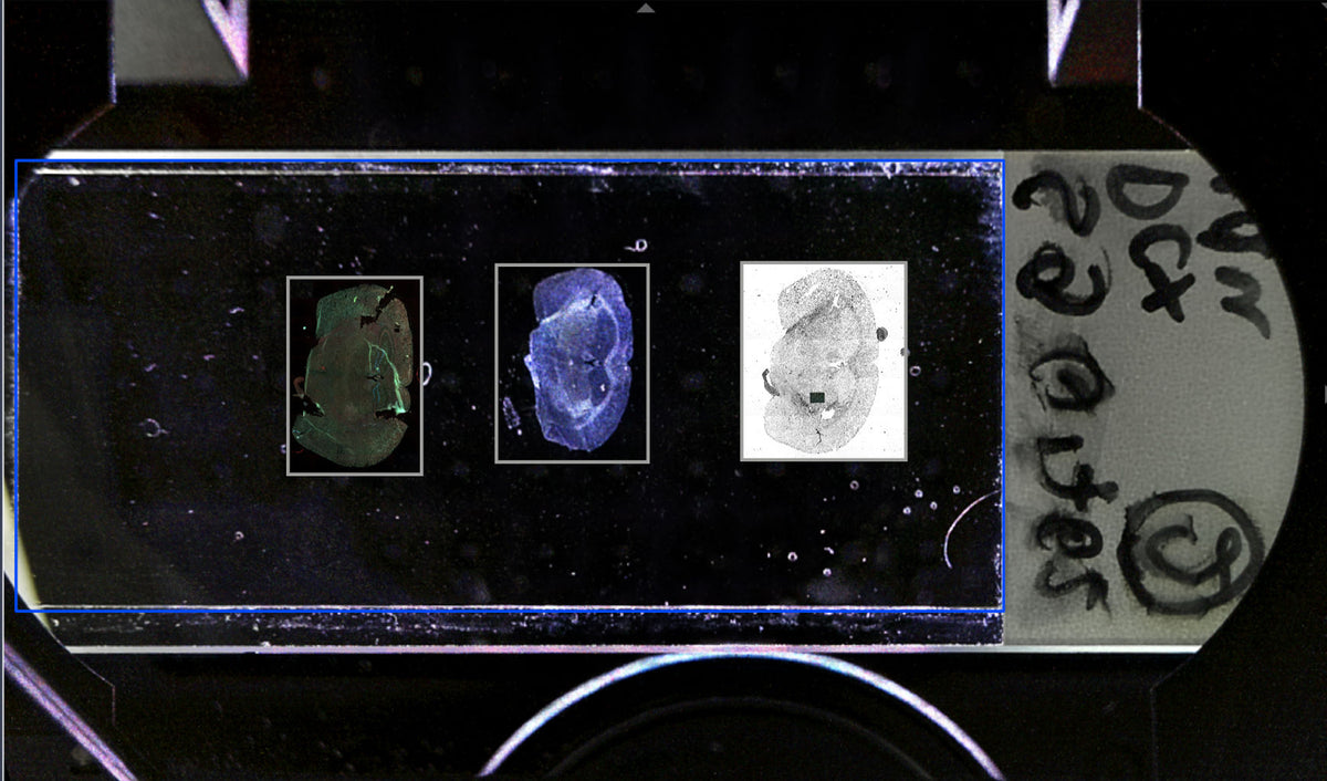 Finding Sample Image See Your Entire Sample – Speed Up Your Microscopy Workflows